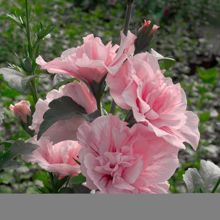 Hibiscus syriacus 'Pink Chiffon®'
