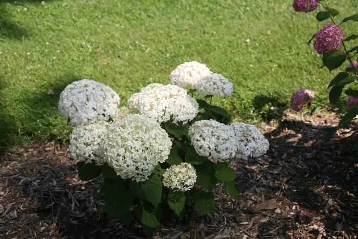 Hydrangea arborescens 'Wee White®'