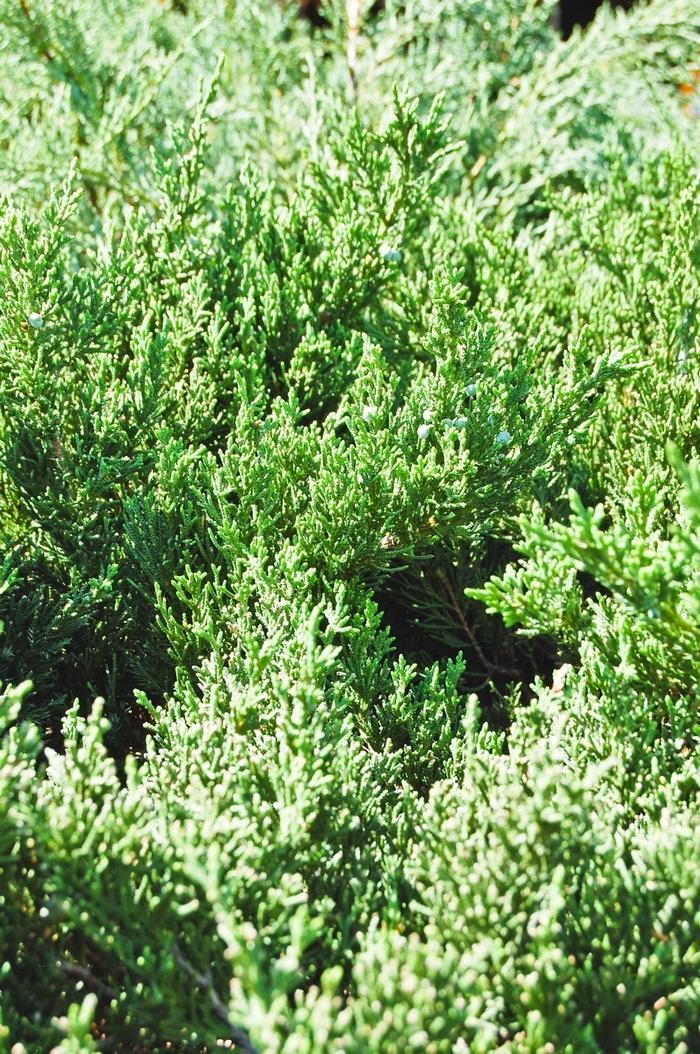 Juniperus davurica 'Parsonii'
