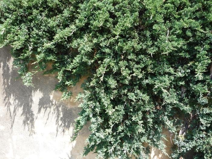 Juniperus horizontalis 'Blue Rug'