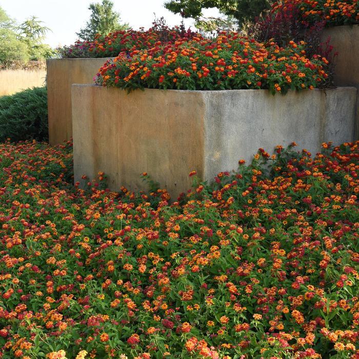 Lantana camara Little Lucky™ 'Little Lucky™ Red'