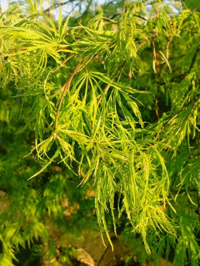 Acer palmatum var. dissectum 'Viridis'