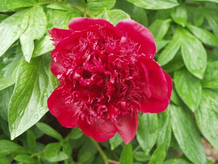 Paeonia 'Red Charm'