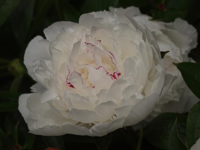 Paeonia lactiflora 'Festiva Maxima'