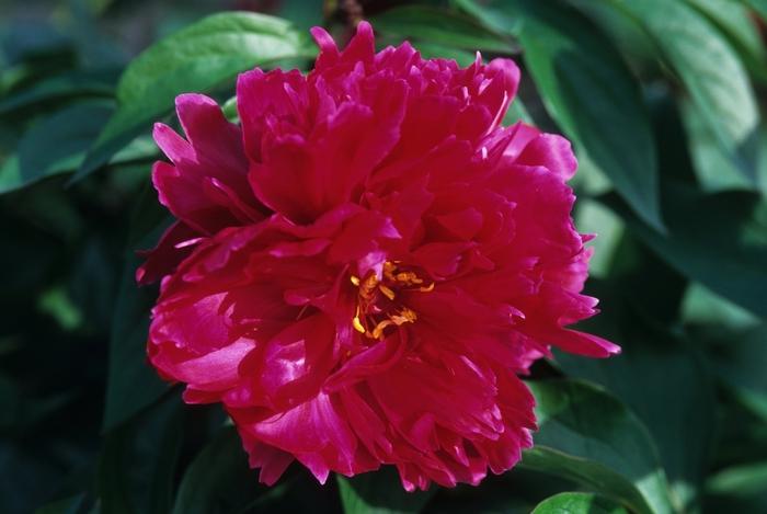 Paeonia lactiflora 'Karl Rosenfeld'