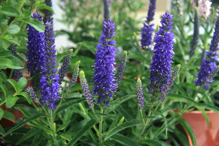 Veronica spicata Moody Blues™ 'Dark Blue'