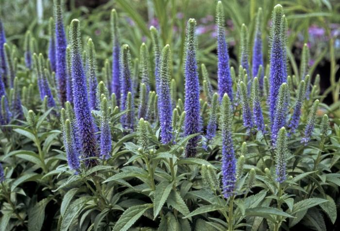 Veronica spicata 'Royal Candles'