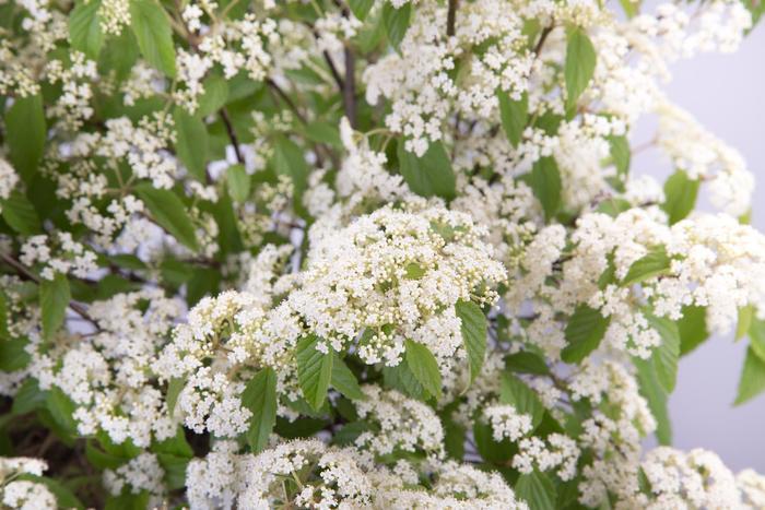 Viburnum luzonicum 'Snow Joey®'