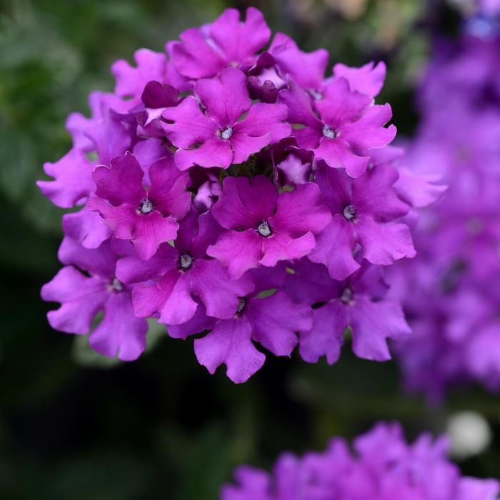 Verbena peruviana EnduraScape™ 'Purple'