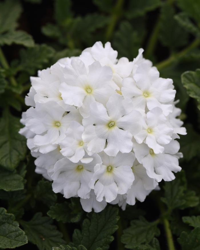 Verbena peruviana EnduraScape™ 'White Blush'