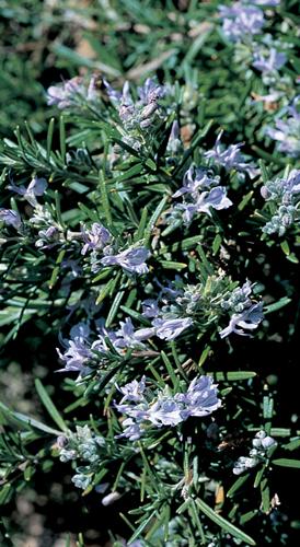 Rosemarinus officinalis 'Tuscan Blue'