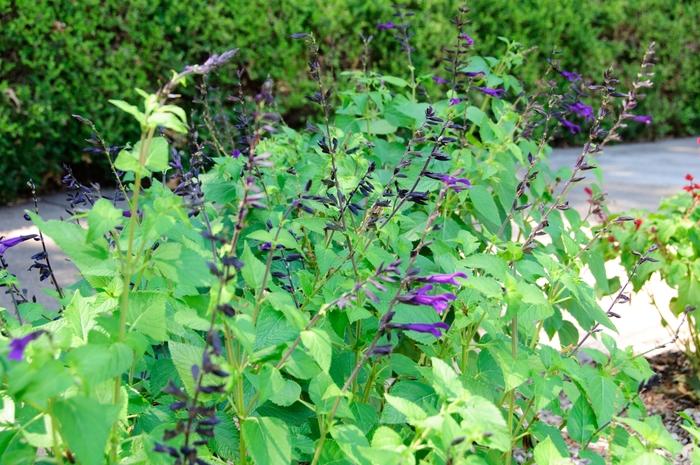 Salvia hybrid 'Amistad'