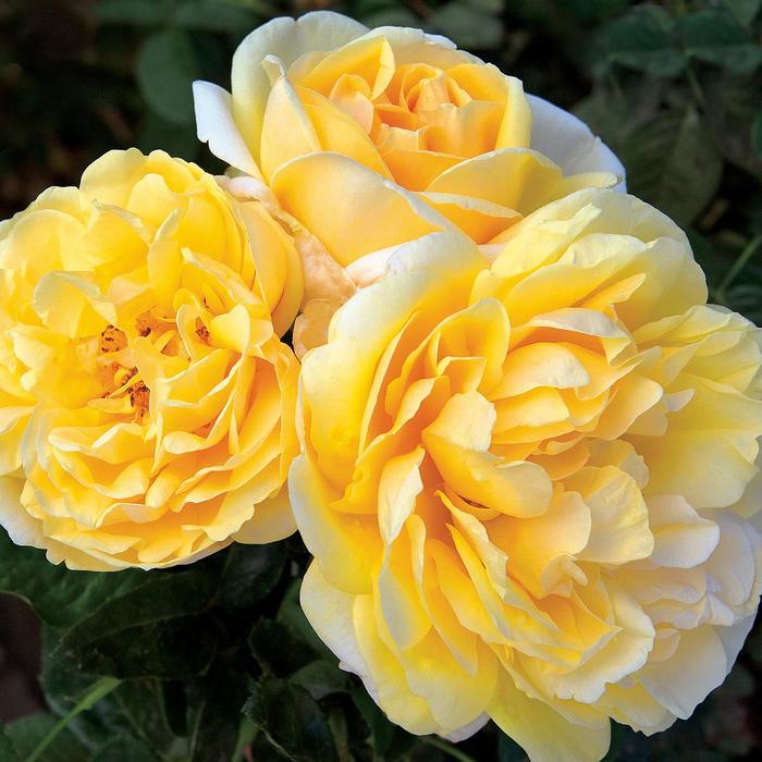 Rosa x Bloomables® 'Michelangelo™'