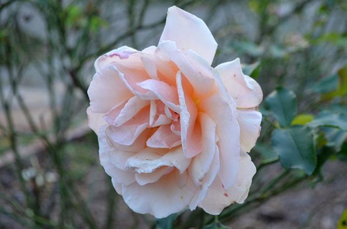 Rosa x Bloomables® 'Mother of Pearl®'