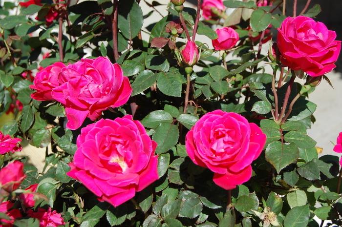 Rosa x Knock Out® 'Pink Double'