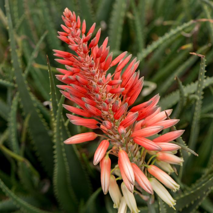 Aloe hybrid 'Safari Sunrise'