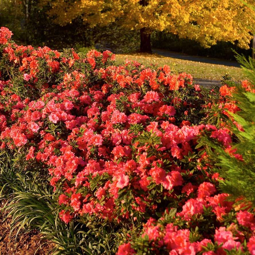 Rhododendron hybrid Encore® 'Autumn Monarch™'