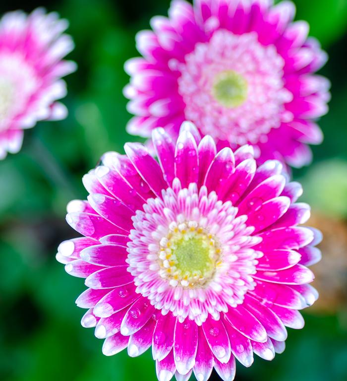 Gerbera hybrid Garden Jewels™ 'Frosted Hot Pink'