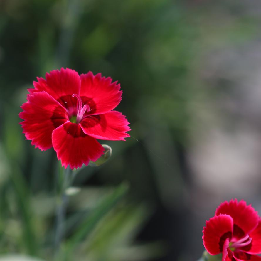 Dianthus hybrid 'Fire Star'