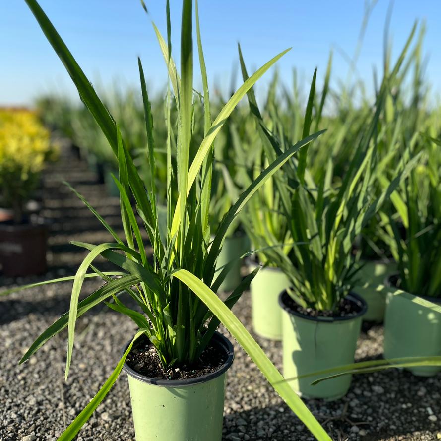 Dietes iridioides 'African White'