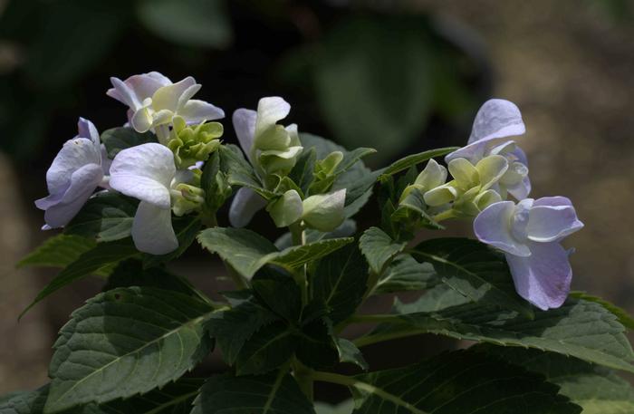 Hydrangea macrophylla 'Mini Penny&trade;'