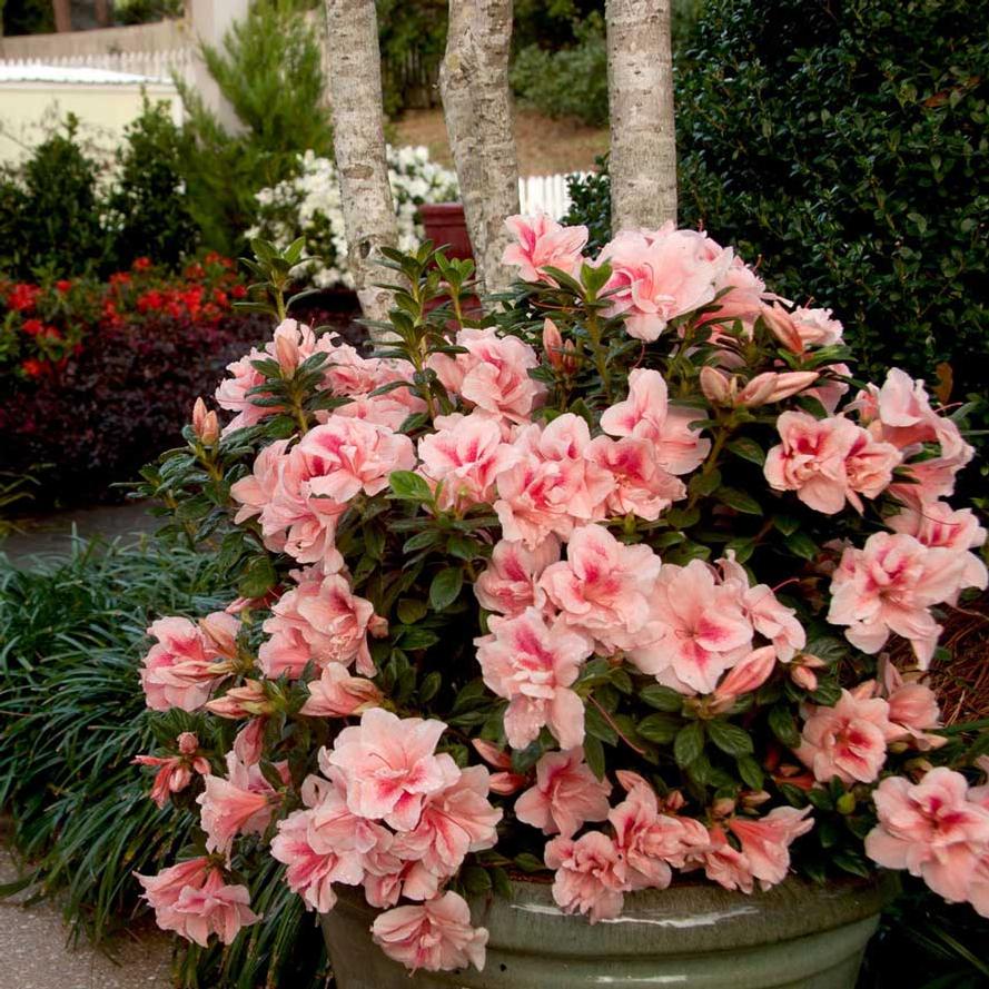 Rhododendron hybrid Encore® 'Autumn Belle®'