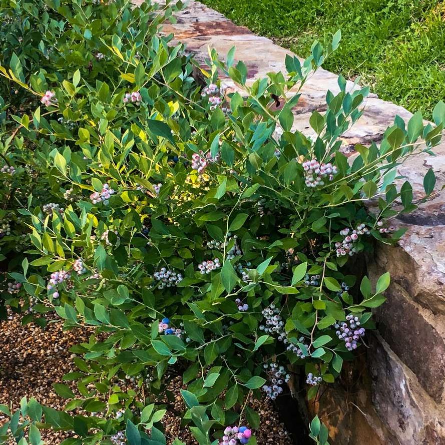 Vaccinium corymbosum DownHome Harvest® 'Hello Darlin'®'