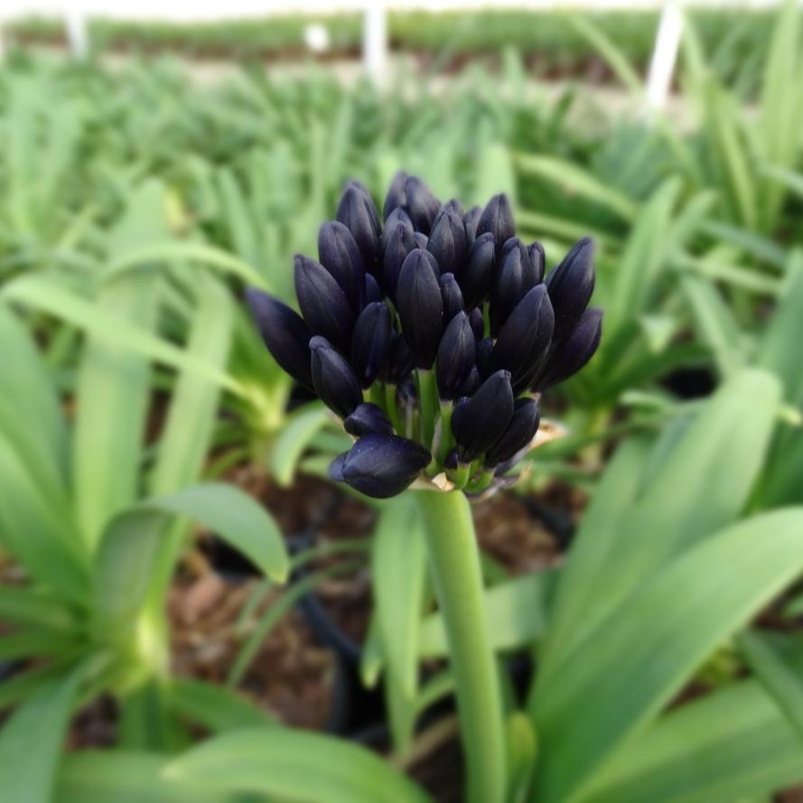 Agapanthus hybrid 'Blackjack™'