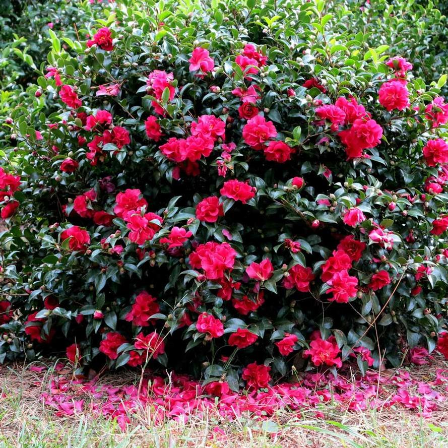 Camellia sasanqua October Magic® 'Ruby'