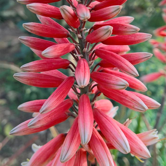 Aloe hybrid 'Safari Rose'