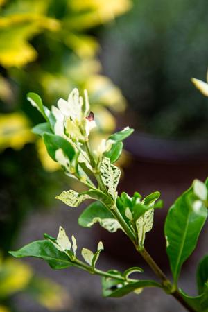 Gardenia hybrid 'Flash™'