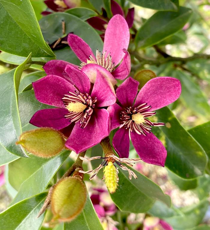 Magnolia figo hybrid 'Stellar Ruby'