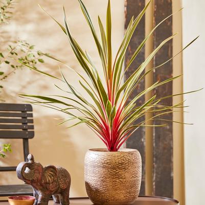 Cordyline australis 'Magic Star™'