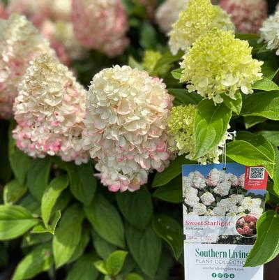 Hydrangea paniculata Bloomables® 'Sweet Starlight™'