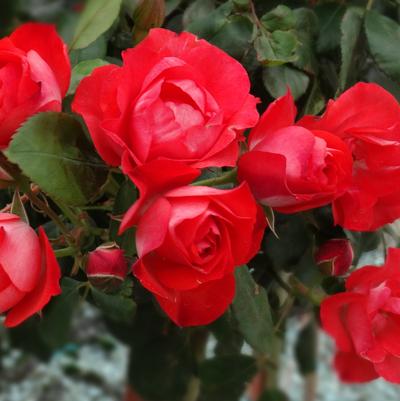 Rosa x Bloomables® 'Brick House®Orange'