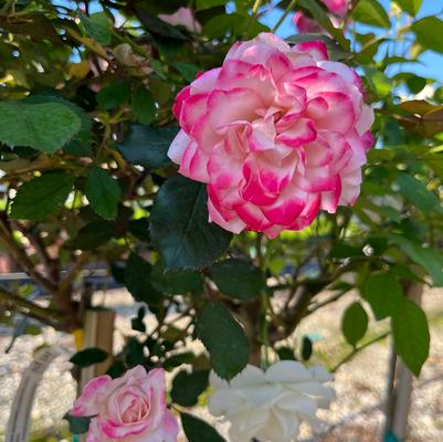 Rosa x Bloomables® 'Candy Cane Cocktail™'
