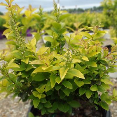 Ligustrum x vicaryi 'Golden Ticket®'