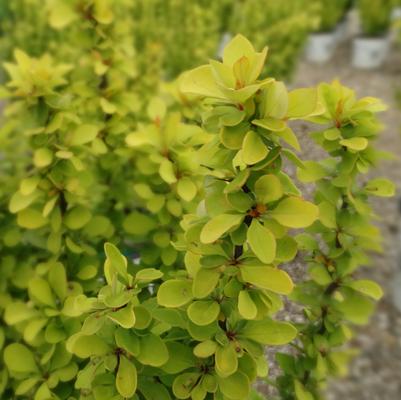 Berberis thunbergii Sunjoy 'Gold Pillar®'