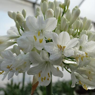 Agapanthus hybrid 'Bounty White™'