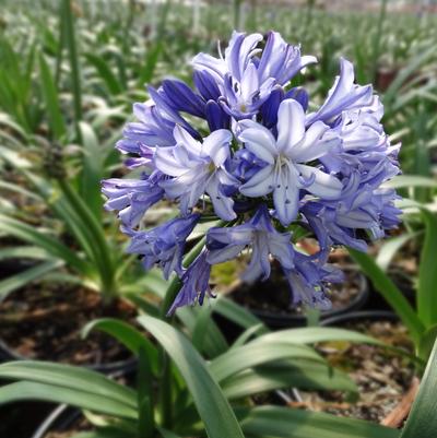 Agapanthus hybrid 'Ever Midnight Moon™'