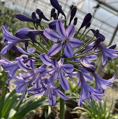 Agapanthus hybrid 'Ever Star™'