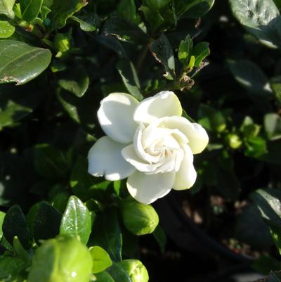 Gardenia jasminoides 'Steady as She Goes®'