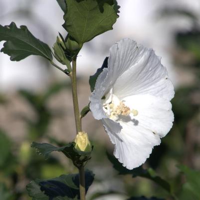 Hibiscus syriacus 'White Chiffon®'