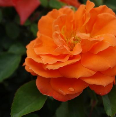 Rosa x Bloomables® 'Adobe Sunrise™'