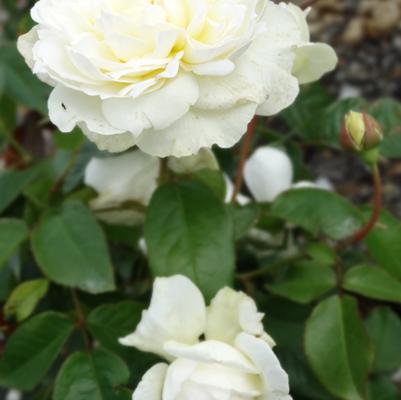 Rosa x Bloomables® 'Bolero™'