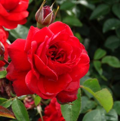 Rosa x Bloomables® 'Canyon Road™'