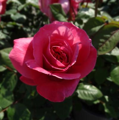 Rosa x Bloomables® 'Dee-Lish®'