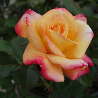 Rosa x Bloomables® 'Enchanted Peace™'