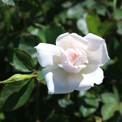 Rosa x Bloomables® 'Icecap™'