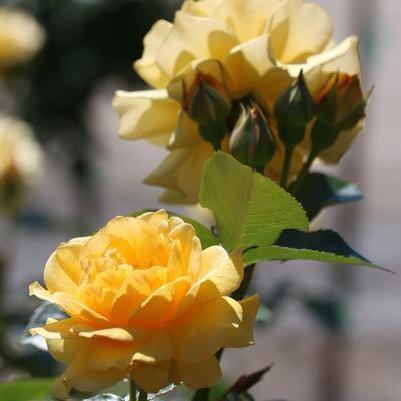 Rosa x 'Julia Child™'